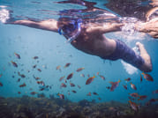 Snorkeling Tour: Discover Sydney’s impressive sea life 2