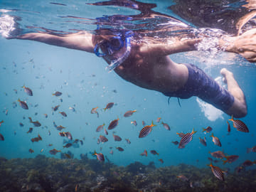 Snorkeling Tour to Explore Sydney's Marine Life at Clovelly