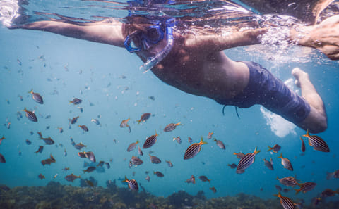 Snorkeling Tour to Explore Sydney's Marine Life at Clovelly