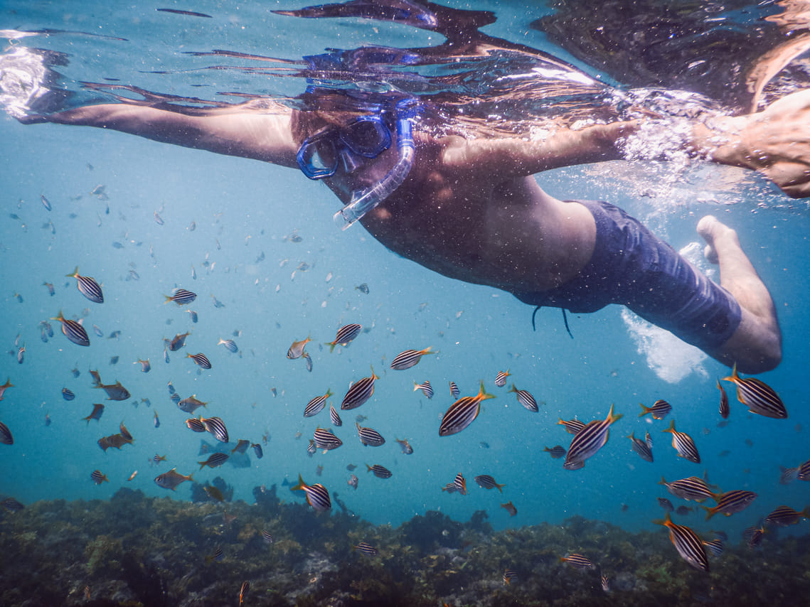 Snorkeling Tour: Discover Sydney’s impressive sea life 2