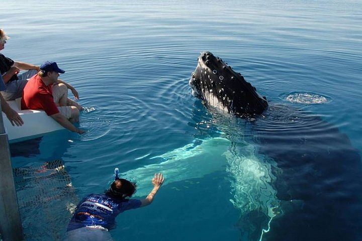 Whale Watching Adventure in Mirissa with Dolphin Encounters