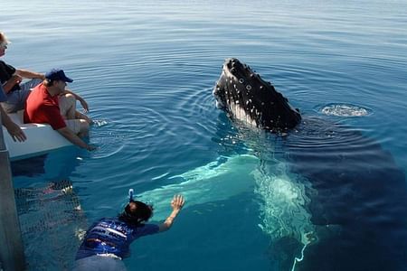 Whale Watching Adventure in Mirissa with Dolphin Encounters