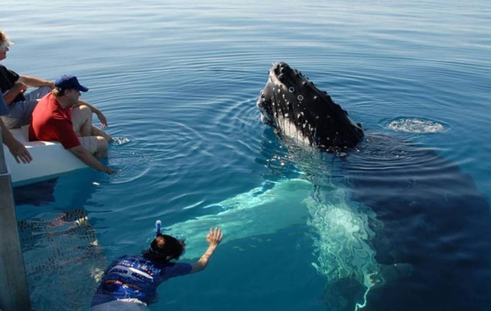 Mirissa Whale Watching Tour From Tangalla