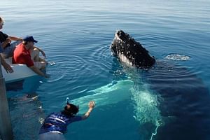 Mirissa Whale Watching Tour From Tangalla