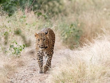 Leopard Safari and Cultural Tour in Jaipur, India