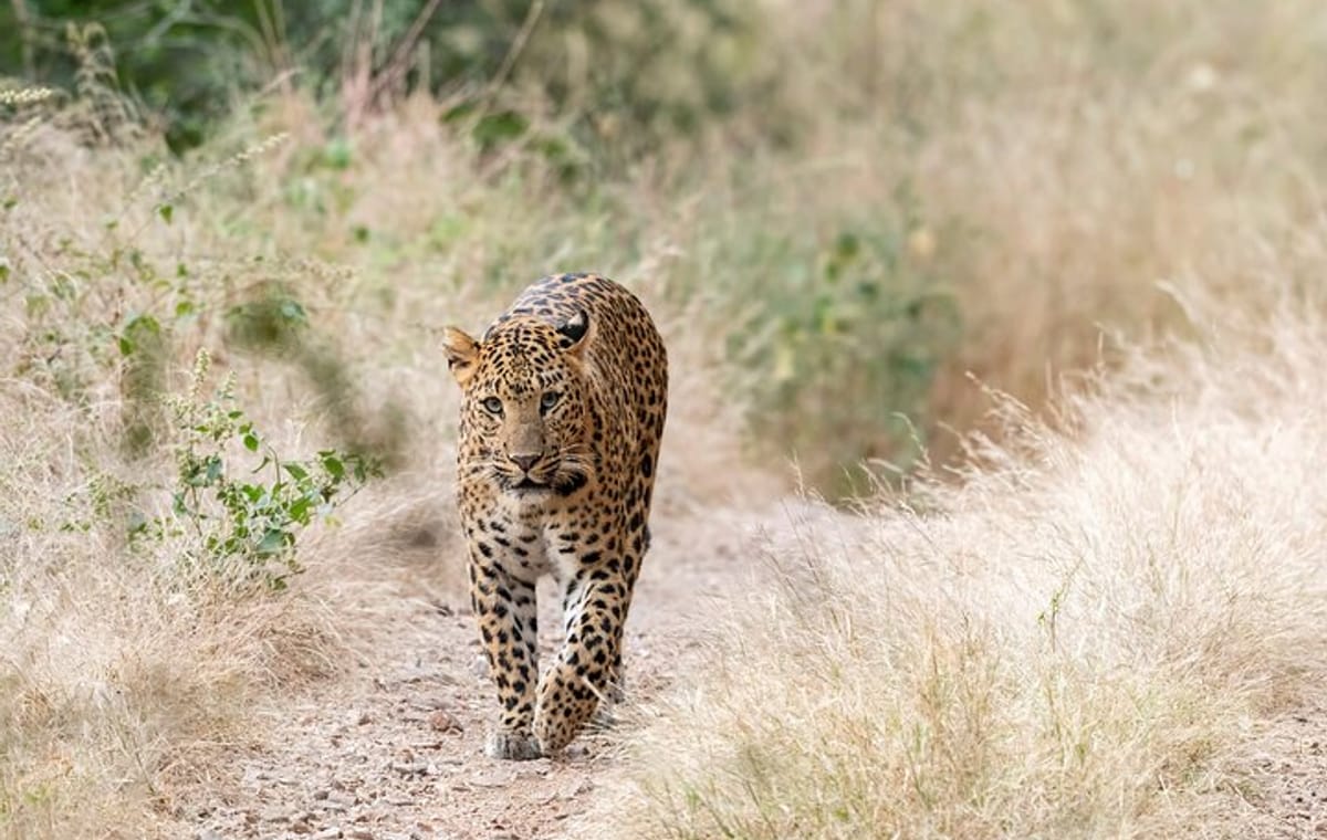 Leopard Safari & Jaipur City Tour