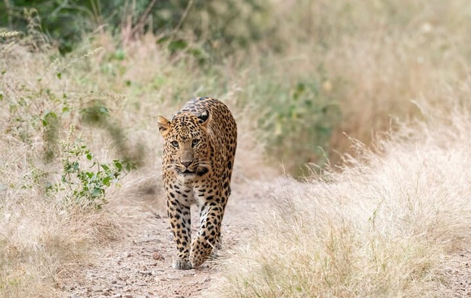 Leopard Safari and Cultural Tour in Jaipur, India