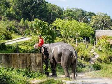 Elephant Sanctuary Small Group Tour in Phuket