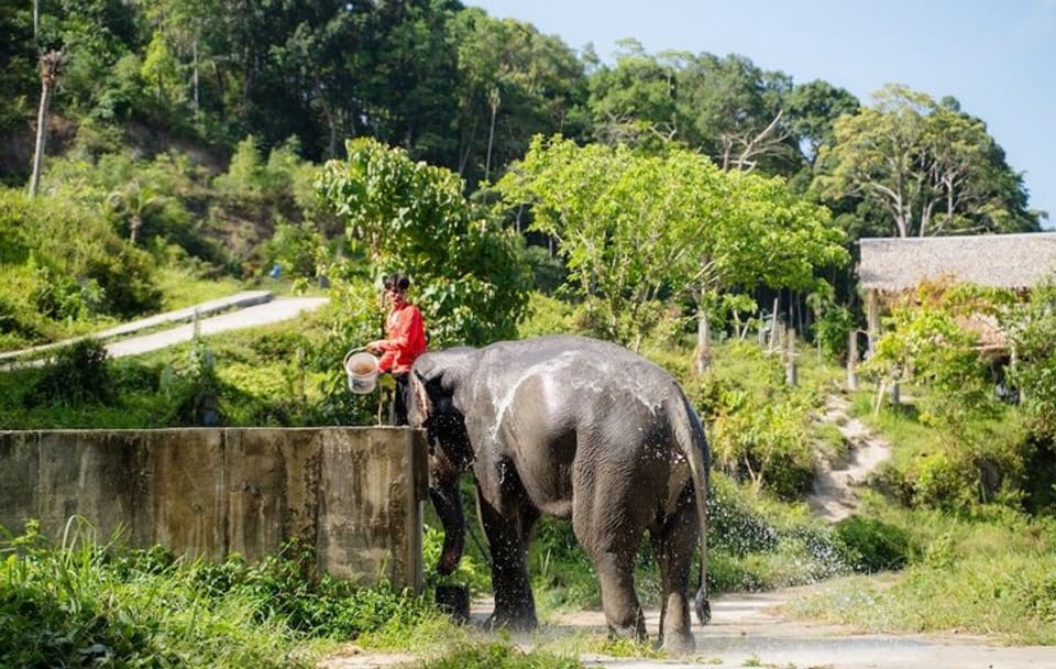 Elephant Sanctuary Small Group Tour in Phuket