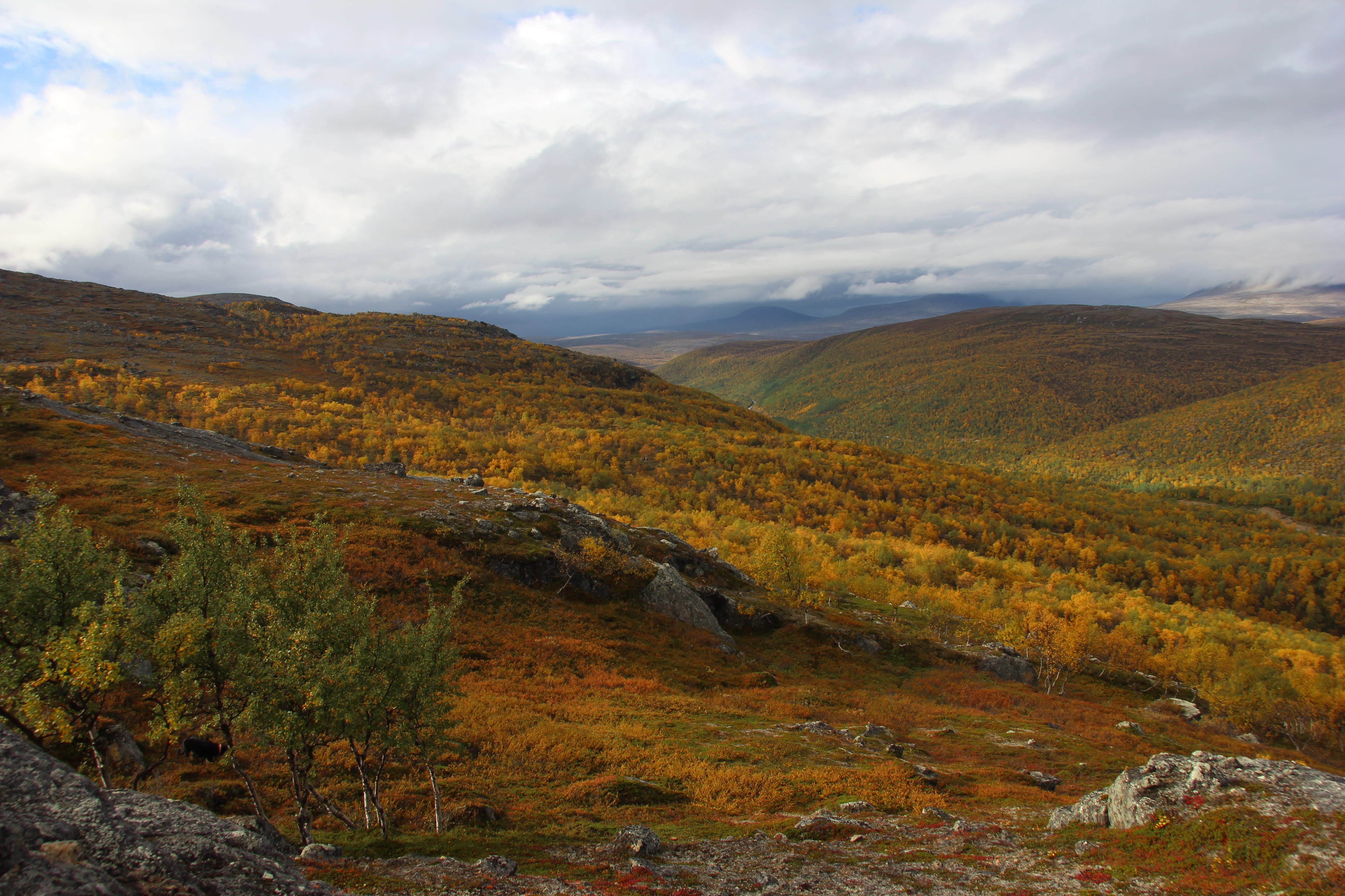 ruska autumn colors in utsjoki lapland nature