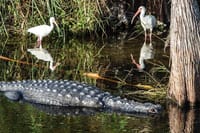 Everglades Airboat Experience – Wildlife & Wetlands 9