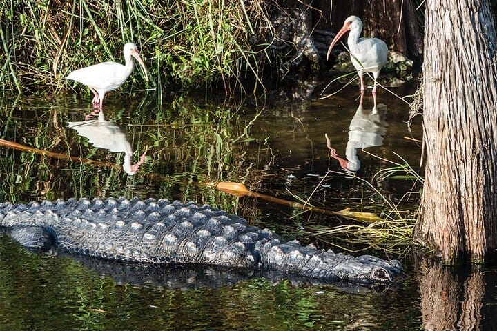 Everglades Airboat Experience – Wildlife & Wetlands 9