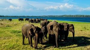 Take a 10 days vacation around Sri Lanka with an amazing beach experience 5