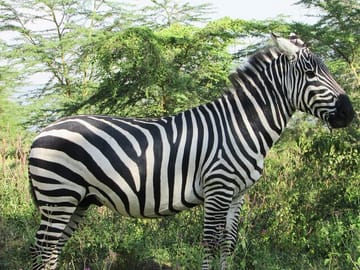2-Day Rift Valley Birding Safari: Naivasha Nakuru Baringo Bogoria