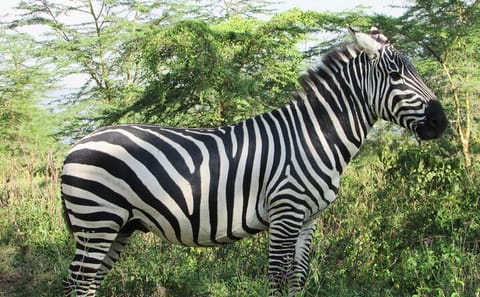 2 Day Rift Valley Birding Safari Naivasha Nakuru Baringo Bogoria