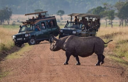 3 Days Ol Pejeta Conservancy Luxury Safari on 4×4 Landcruiser