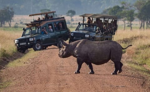 Luxury 3-Day Safari Adventure in Ol Pejeta Conservancy, Kenya