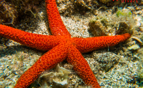 Scuba Diving Experience for Certified Divers in Athens