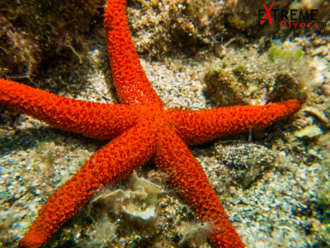 Athens Scuba Diving Experience for Certified Divers with pick up photo 6