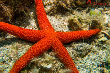Scuba Diving Experience for Certified Divers in Athens