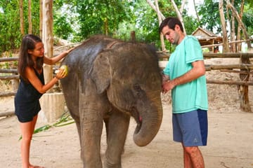 Elephant Care Experience at Phuket Wildlife Sanctuary