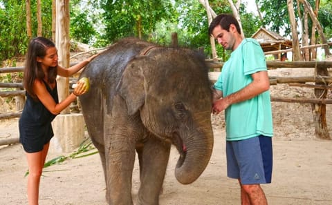 Private Elephant Care Program in Phuket