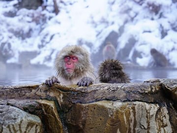 Jigokudani Monkey Park