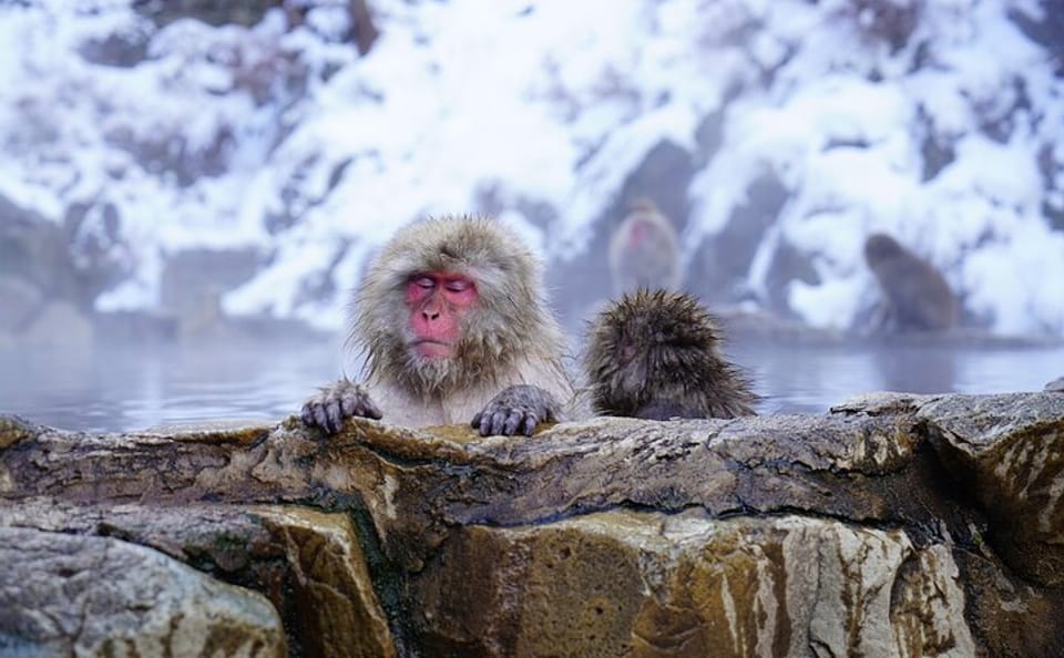 From Tokyo: Nagano Snow Monkey Park Private Tour