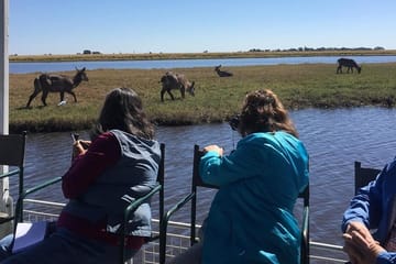 Chobe National Park half-day adventure from Victoria Falls