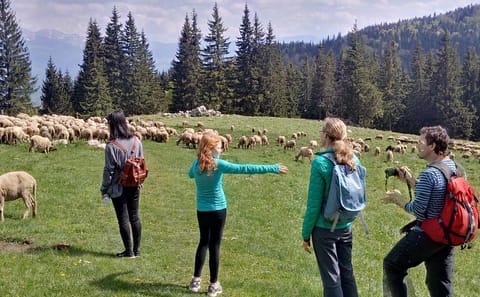 2-Day Cultural and Adventure Tour in Transylvania from Brașov