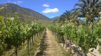 Shared Half day wine tour Concha y Toro seasonal offer 1