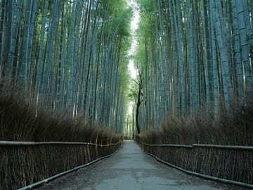 Kyoto Early Bird Tour Tokyo Round or One Way Shinkansen
