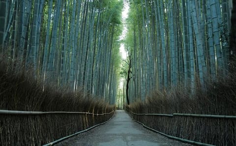 Kyoto Early Bird Tour Tokyo Round or One Way Shinkansen