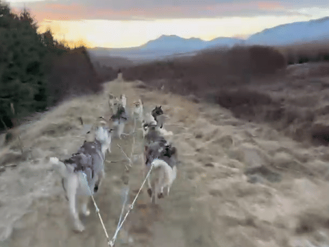 Dog-cart ride in Akureyri, photo 3