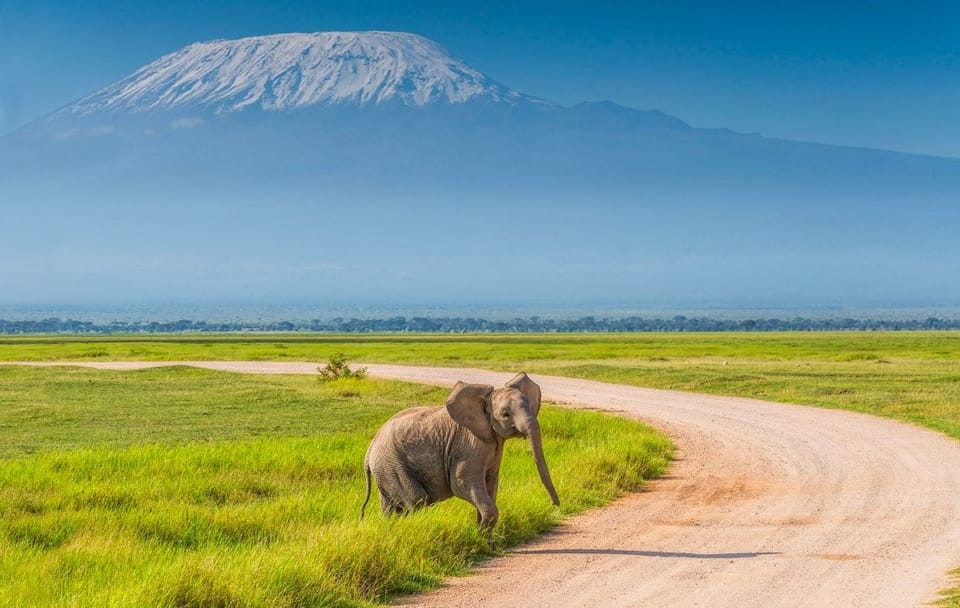 DAY TOUR TO AMBOSELI NATIONAL PARK WITHOUT PARK FEES
