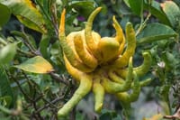 Half Day Private Tour to Botanical Garden in Chania 9