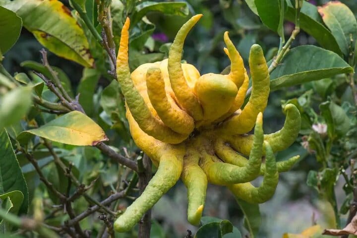 Half Day Private Tour to Botanical Garden in Chania 9