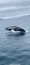 Humpback whale surfacing in the waters near Reykjavík