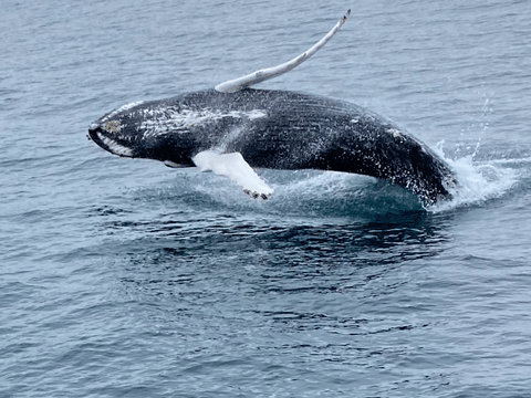 Humpback whale surfacing in the waters near Reykjavík
