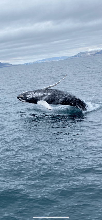 Humpback whale surfacing in the waters near Reykjavík