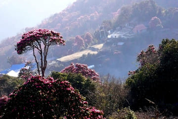 6 days Short Annapurna Homestay Trek – Ghorepani Ghandruk Trekking