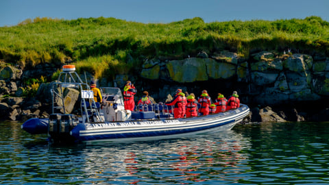 Puffin tours from Reykjavík: May to August