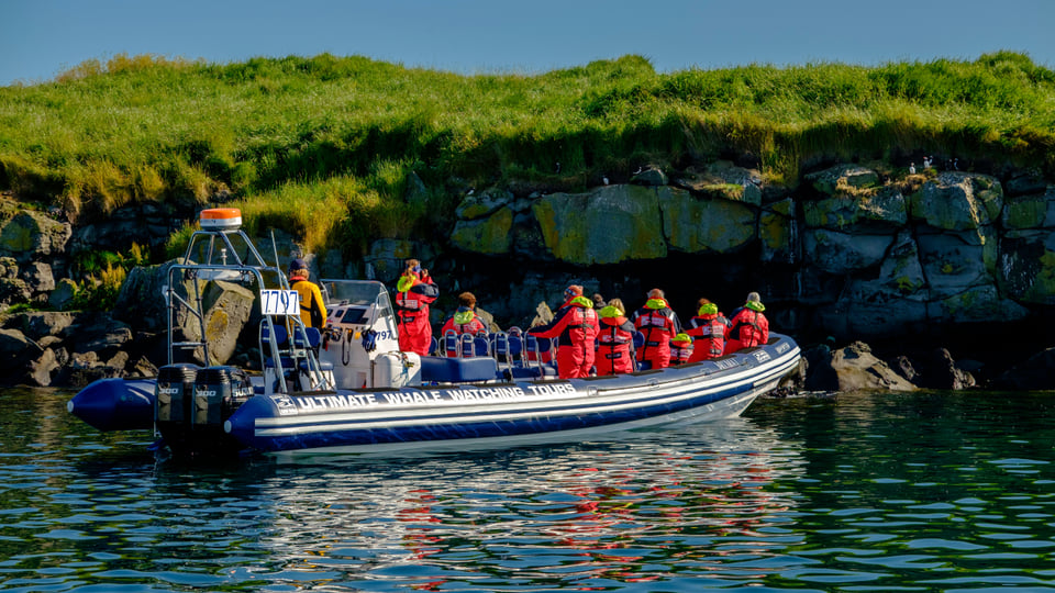 Puffin tours from Reykjavík: May to August