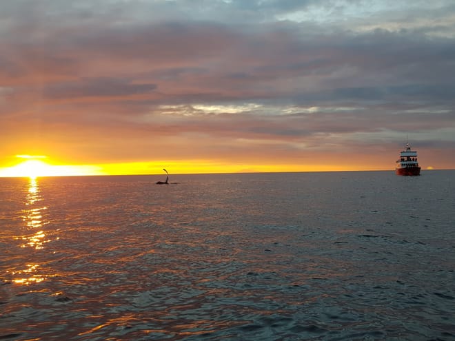 Premium Whales & Midnight Sun 9