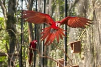 Bird Park