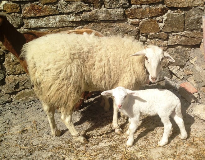 Visit the Farm - Enjoy Animals and Nature in Mykonos 6