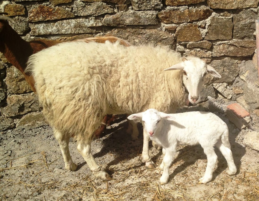 Visit the Farm - Enjoy Animals and Nature in Mykonos 6