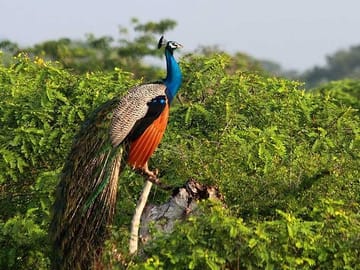 Private Safari at Yala National Park