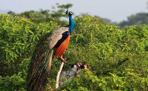 Private Safari at Yala National Park