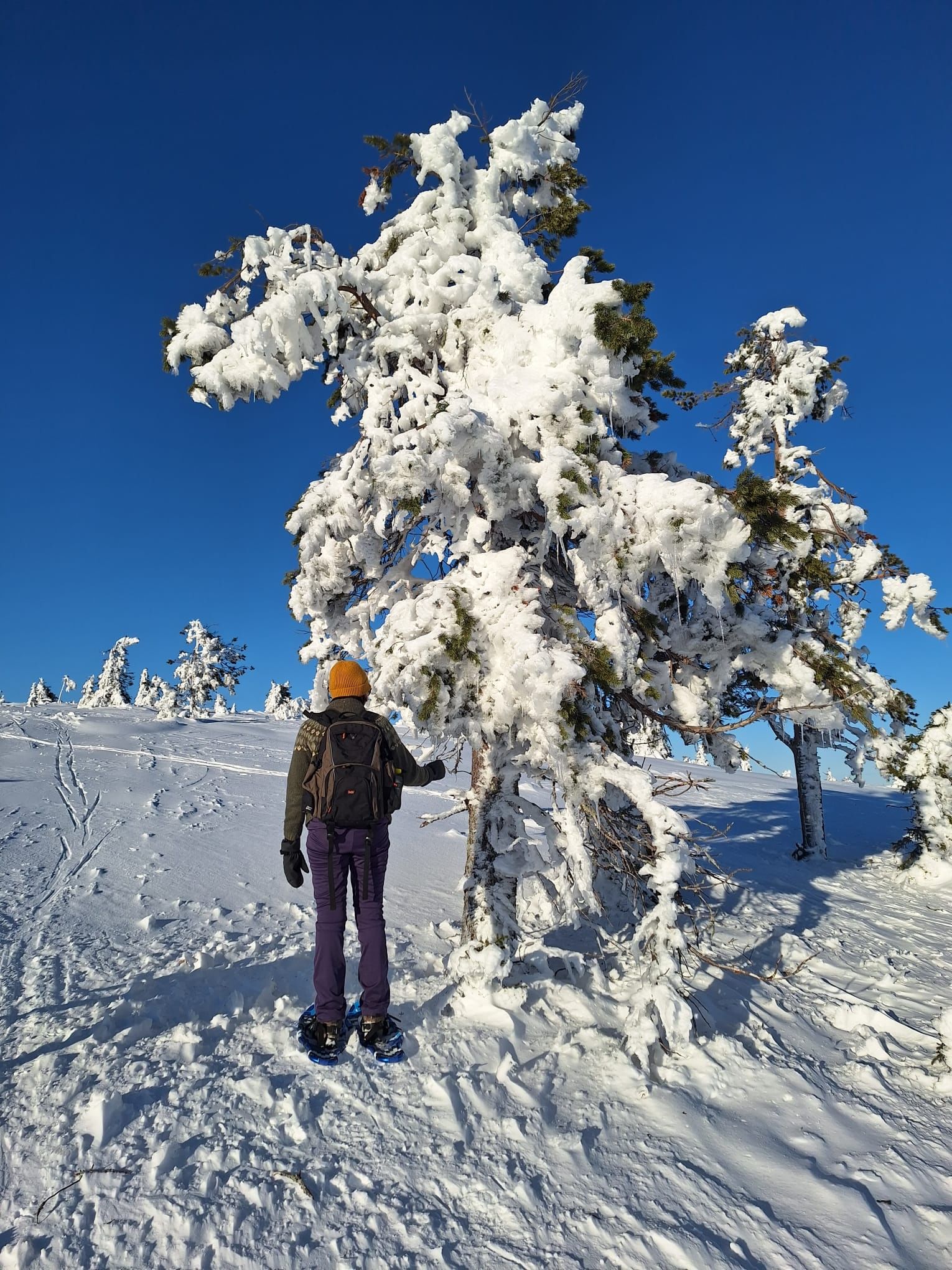 A traveler gazes at snow-covered trees under a deep blue sky in the peaceful Arctic landscape.